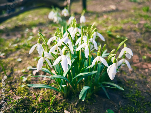 Snowdrops, first spring flowers in the park