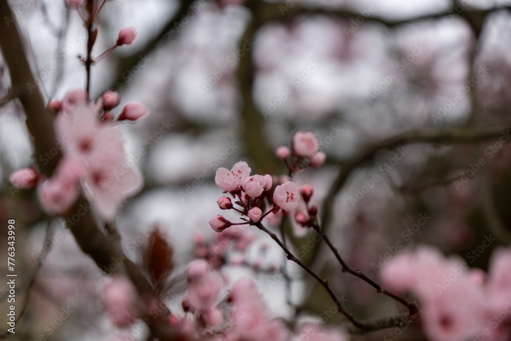 Spring tree flowering. Pink flowers on blooming tree. Slovakia Spring tree flowering. Pink flowers on blooming tree. Slovakia