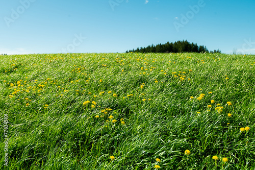 Green grass field with dandelions and blue sky