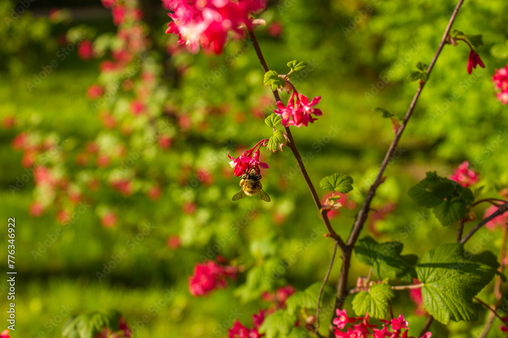 Red Currant flowers with bee pollinating during springs. Blossoming Pink Ribes Currant Flower in Spring. Red Currant flowers with bee pollinating during springs. Blossoming Pink Ribes Currant Flower in Spring.