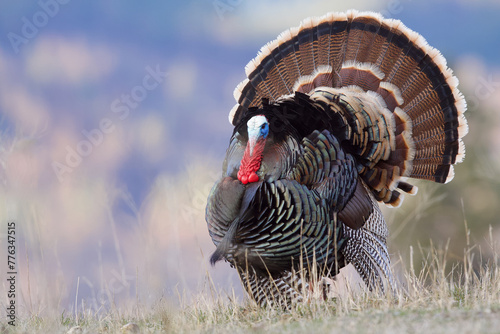 Wild Turkey - portrait of a male strutting with tail fanned out, against a natural background of mountain habitat, Merriam's supspecies