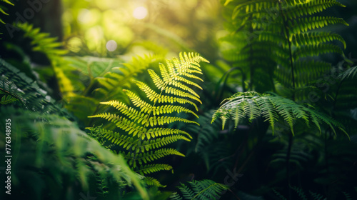 Ferns in the forest, a closeup shot with soft focus, sunlight filtering through leaves creating dappled light and shadows on the green fern fronds, lush vegetation with vibrant colors in a tranquil at