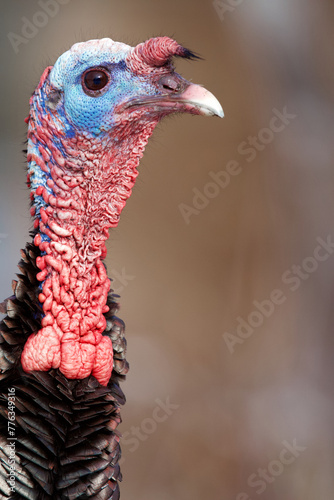 Wild Turkey - close up head shot showing the unique structures and colors of a male turkey's head during breeding season photo