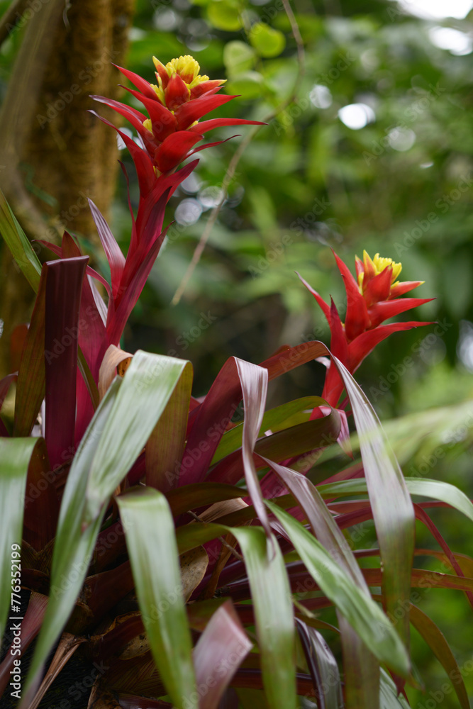 Obraz premium グズマニア