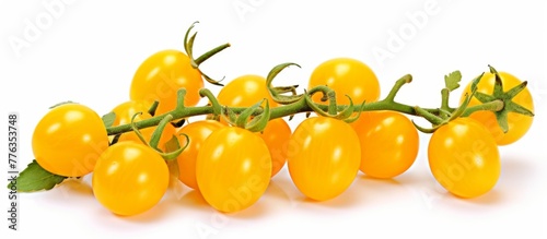 Fresh yellow tomatoes growing together on a single branch in a natural setting with leaves and stems