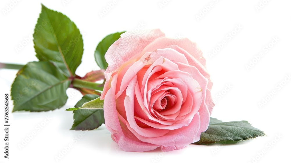 Beautiful Single Pink Rose. Isolated on White Background for Celebration Cards, Flower Arrangement and Botany Design Beautiful Single Pink Rose. Isolated on White Background for Celebration Cards, Flower Arrangement and Botany Design