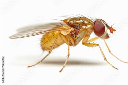 Close-up of Drosophila Fruit Fly. Isolated on White Background, Macro View of Small Insect with Fuzzy Body and Red Eyes