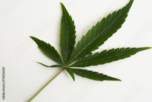 Rich green cannabis leaf on a blank white background. 