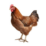 Full body of brown chicken isolated on transparent background