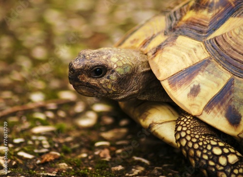 Primo piano di una tartaruga di terra, Italia © Tatiana