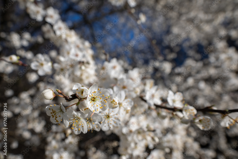 Fototapeta premium White beautiful plum blossoms on a twig.