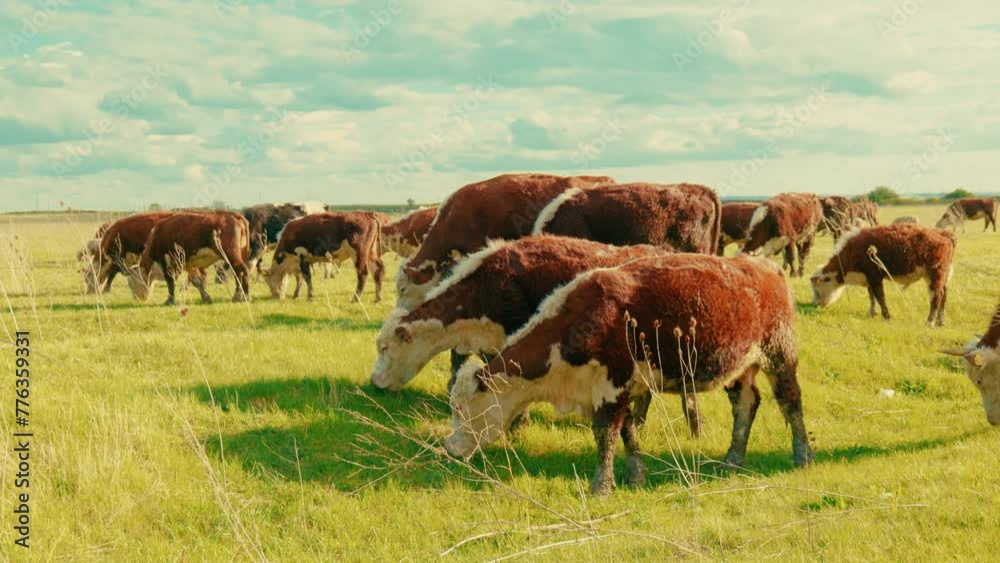 Sunlit Pastures: Grazing Cows in a Golden Field Sunlit Pastures: Grazing Cows in a Golden Field