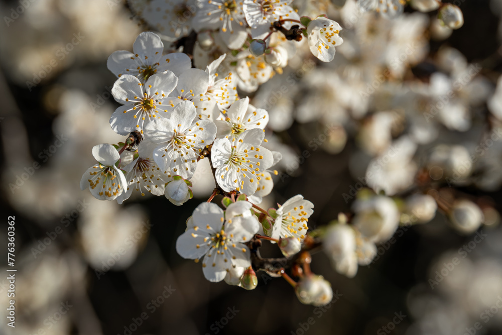 White beautiful plum blossoms on a twig. White beautiful plum blossoms on a twig.