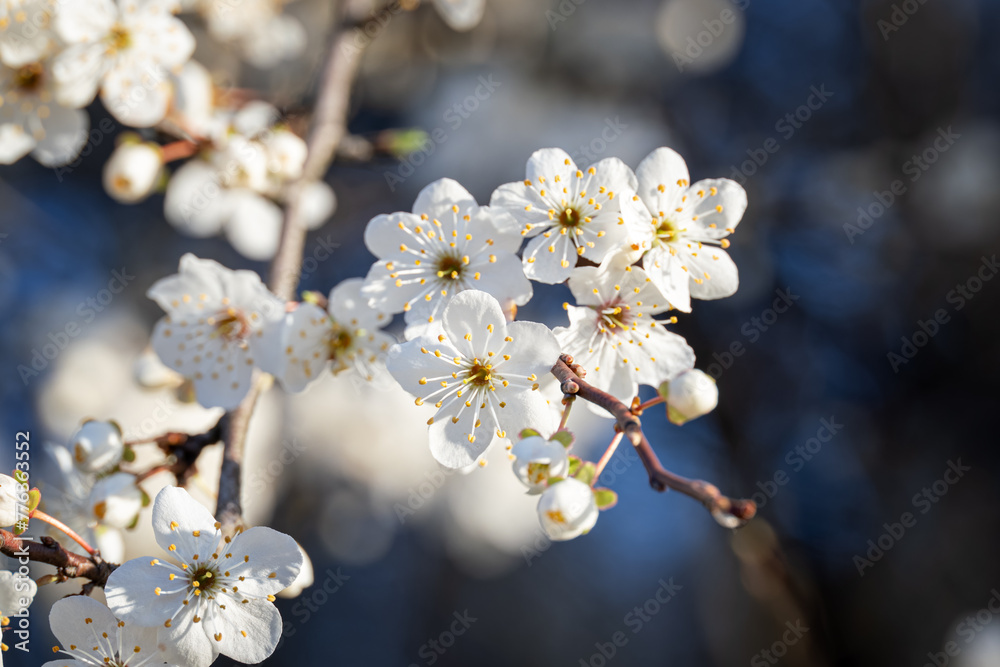 White beautiful plum blossoms on a twig.