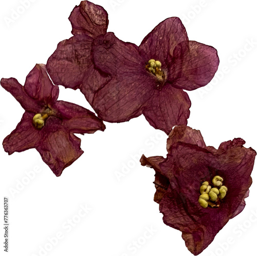 Fototapeta Naklejka Na Ścianę i Meble -  pressed African violet plant blooms