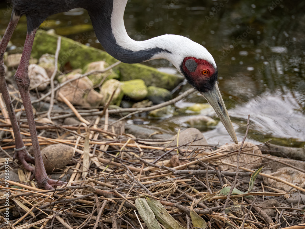 Fototapeta premium A white-necked crane bird is building a nest.