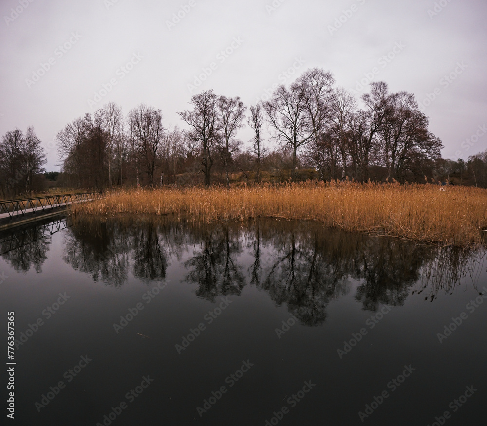 lake in early morning in springtime with dry reeds and naked trees reflecting in the calm water lake in early morning in springtime with dry reeds and naked trees reflecting in the calm water