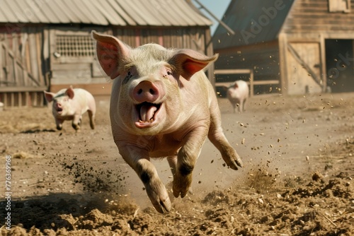 crazy pig with bulging eyes run at grains near a coop