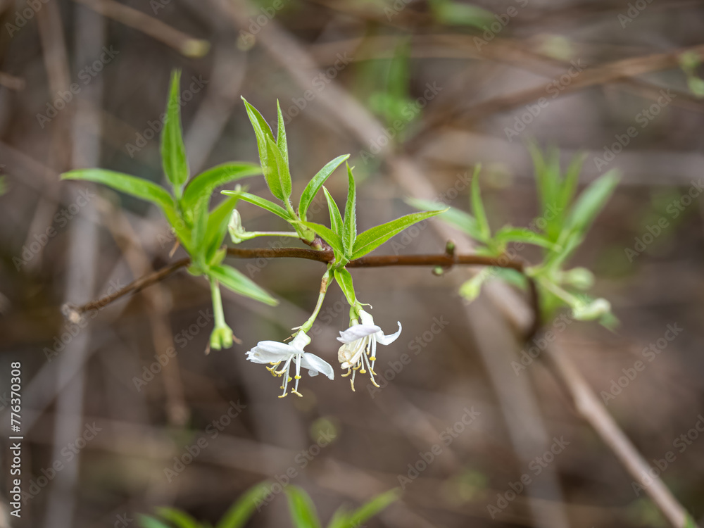 Honeysuckle Standish's tiny white flower. Honeysuckle Standish's tiny white flower.