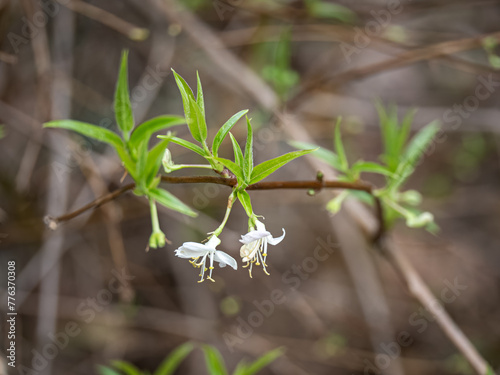 Honeysuckle Standish's tiny white flower. photo
