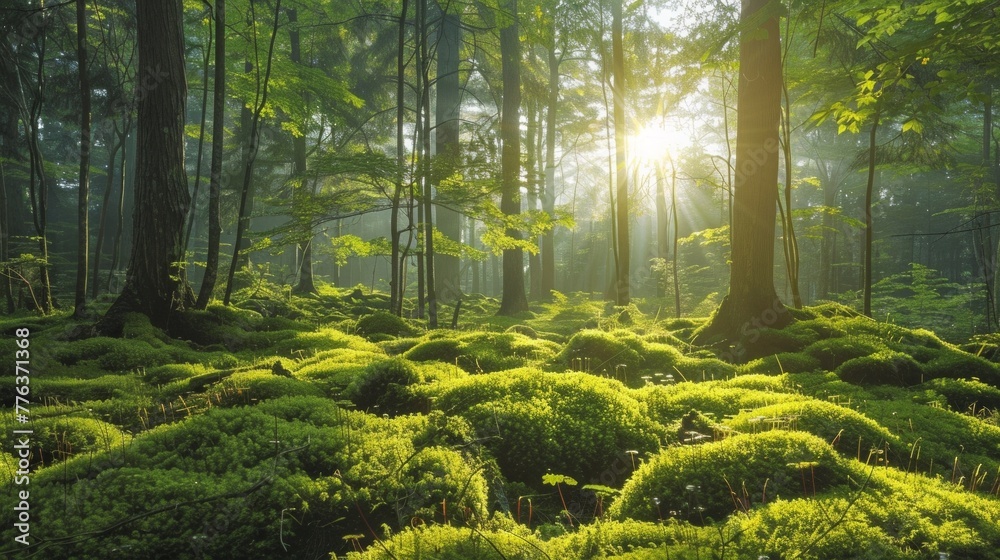 Fototapeta premium serene morning in a moss-covered forest, vibrant green moss, natural background