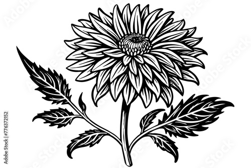 aster flower silhouette vector illustration