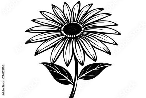 aster flower silhouette vector illustration