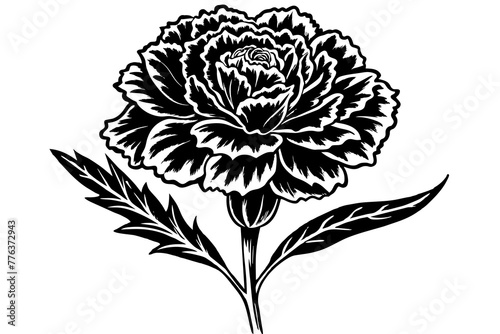 carnation flower silhouette vector illustration