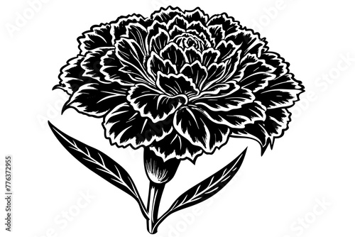 carnation flower silhouette vector illustration