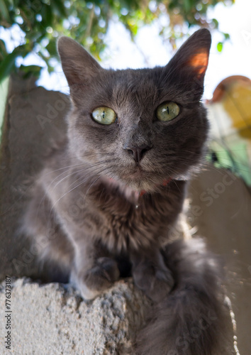 Portrait of a dark gray cat with light green eyes