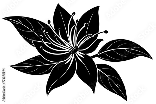 honeysuckle flower vector illustration