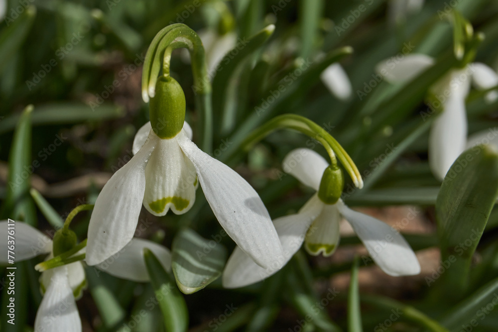 Snowdrops bloom on the lawn in the garden. The snowdrop is a symbol of spring. Snowdrop, or Galanthus (lat. Galanthus), is a genus of perennial herbs of the Amaryllis family (Amaryllidaceae). Snowdrops bloom on the lawn in the garden. The snowdrop is a symbol of spring. Snowdrop, or Galanthus (lat. Galanthus), is a genus of perennial herbs of the Amaryllis family (Amaryllidaceae).