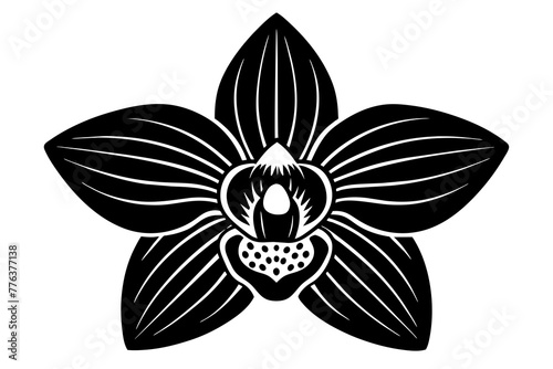 orchid flowers vector illustration