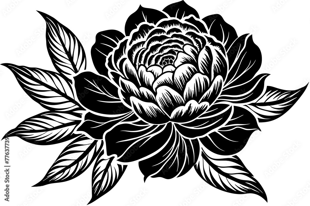 peony flowers vector illustration
