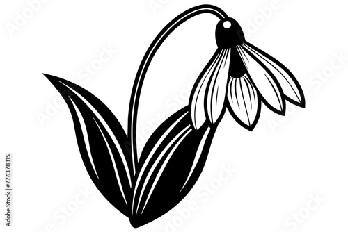 snowdrop flowers vector illustration