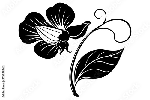 sweet pea flower vector illustration