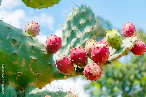 coastal prickly pear cactus (Opuntia stricta (Haw.)) photo