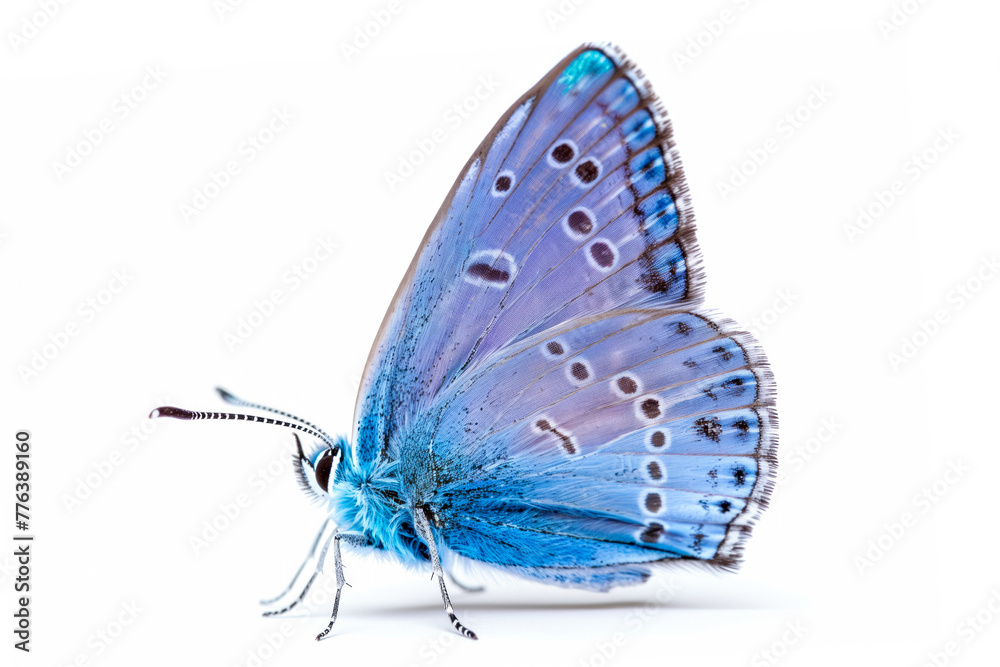 Beautiful Holly Blue butterfly isolated on a white background. Side view