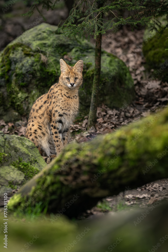 An adult serval beast among stones with moss. An adult serval beast among stones with moss.
