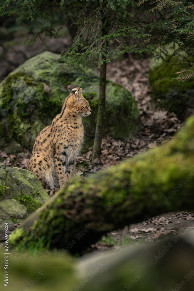 Fototapeta premium An adult serval beast among stones with moss.