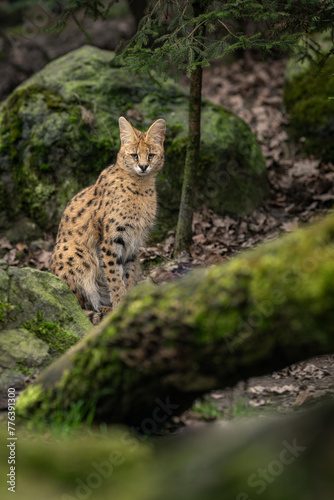 An adult serval beast among stones with moss. © lapis2380