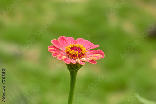 Pink flower of Common Zinnia or Zinnia elegans

