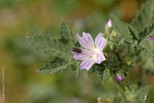 Pollinator insect (probably Acmaeodera brevipes) on a smaller tree mallow (Lavatera cretica) flower in April photo