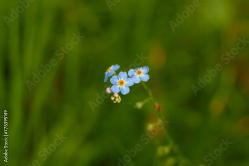 Water Forget-Me-Not, small blue flowers with yellow centres. Myosotis scorpioides.

