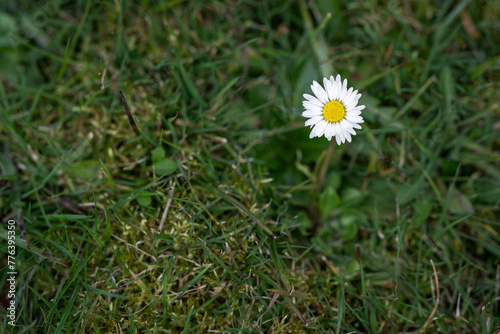 Tiny white daisy flower in the lawn.