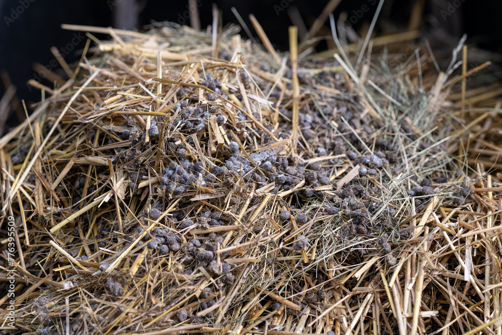 Rabbit poop with straw on manure.