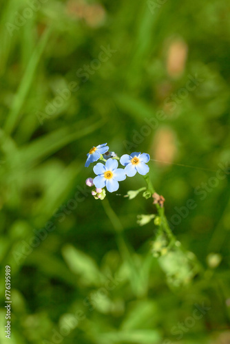 Water Forget-Me-Not, small blue flowers with yellow centres. Myosotis scorpioides.
