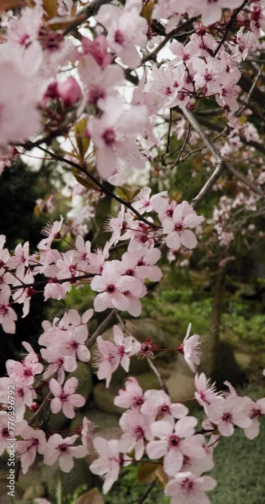 Pink blossoming tree full of flowers during spring in slow motion and handheld shot Pink blossoming tree full of flowers during spring in slow motion and handheld shot