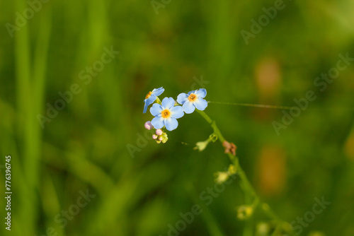 Water Forget-Me-Not, small blue flowers with yellow centres. Myosotis scorpioides.
