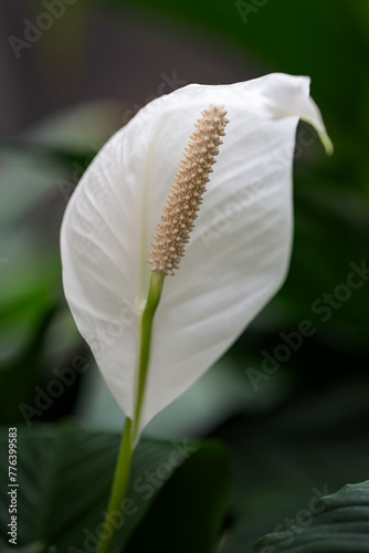 Opened white scapula flower in detail.